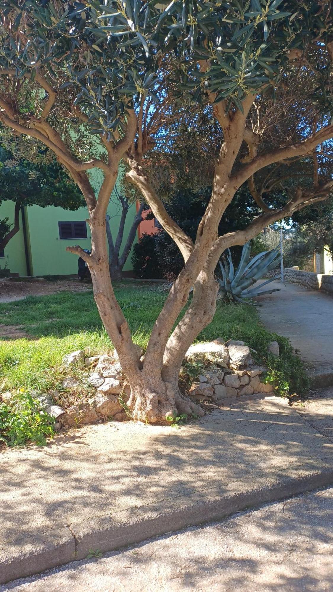 Dairos2 Daire Mali Lošinj Dış mekan fotoğraf